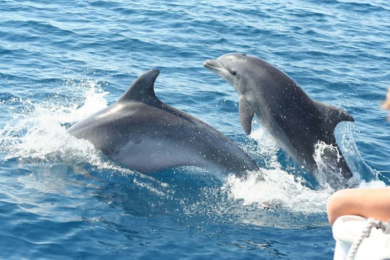 Giardini Naxos: Dolphin Catamaran Sunset Tour with Aperetif - Key points to know before you book