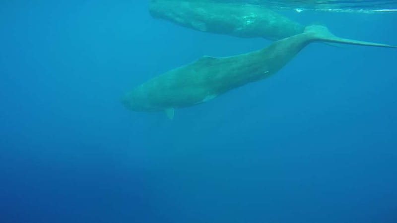 Giardini Naxos: Dolphin Catamaran Sunset Tour with Aperetif - Is $65 a fair price?