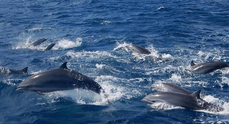 Giardini Naxos: Dolphin Catamaran Sunset Tour with Aperetif - Who will enjoy this catamaran trip most?