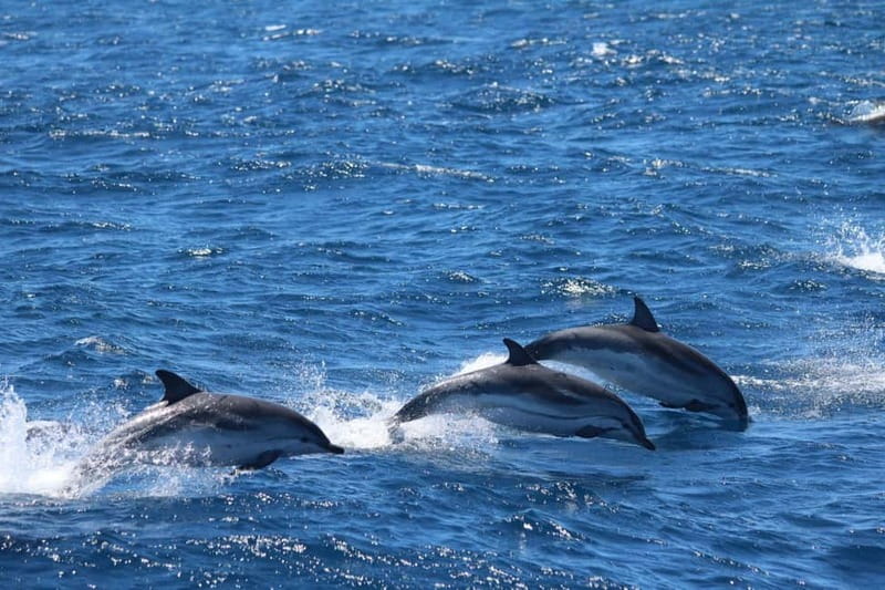 Giardini Naxos: Dolphin Catamaran Sunset Tour with Aperetif - The 30-minute swim stop near Isola Bella