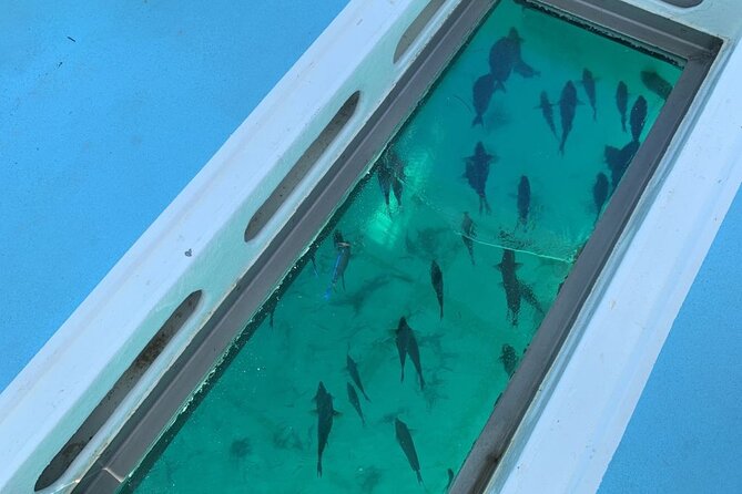 GlassBottom Catamaran with Slide - Snorkeling over coral reef