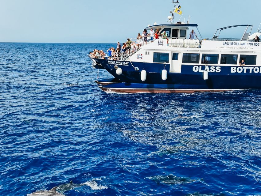 Gran Canaria: Catamaran Dolphin Watch Cruise with Snorkeling - Setting out from Puerto Base
