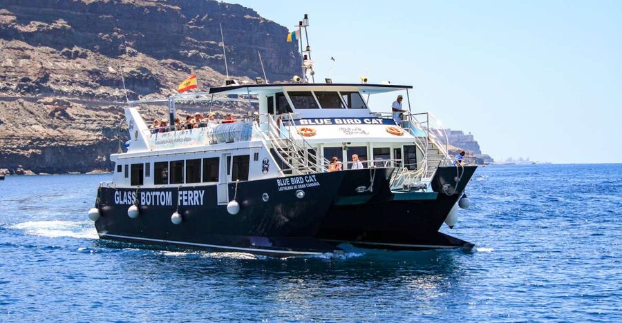 Gran Canaria: Catamaran Dolphin Watch Cruise with Snorkeling - What you might see, and what you might not