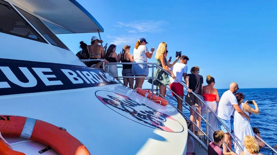 Gran Canaria: Catamaran Dolphin Watch Cruise with Snorkeling - Drinks, food, and the return ride