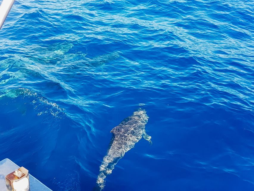 Gran Canaria: Catamaran Dolphin Watch Cruise with Snorkeling - Who should book this cruise?