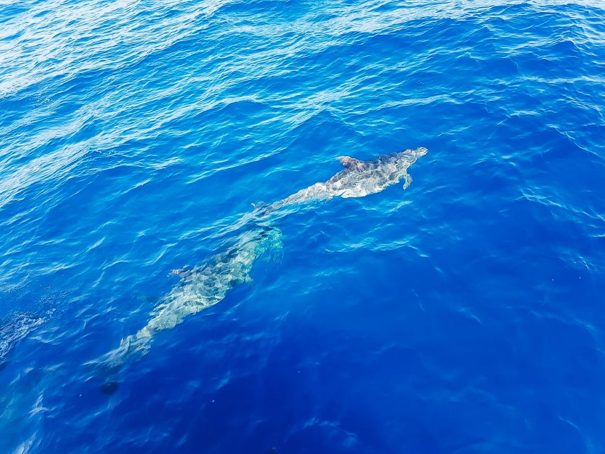 Gran Canaria: Catamaran Dolphin Watch Cruise with Snorkeling - Should you book it?