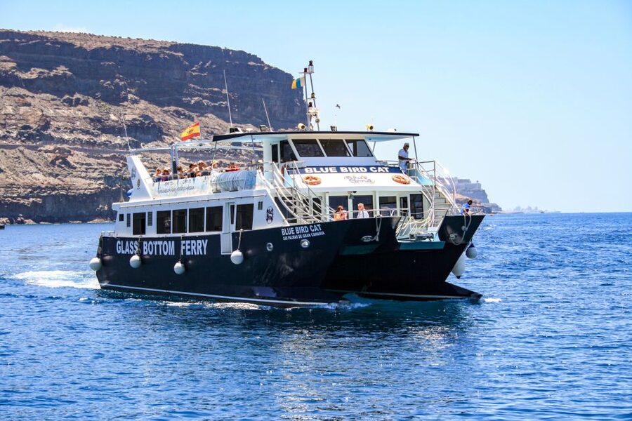 Gran Canaria: Catamaran Dolphin Watch Cruise with Snorkeling - Two hours searching the Atlantic