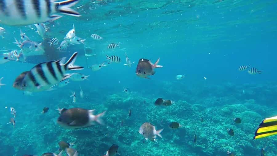 Grand Baie: Catamaran 3 Islands Cruise & Lunch on the Island - Ilot Gabriel, White Sand and Shallow Water