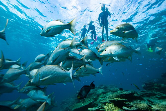 Group Catamaran 4 hr tour coral reef fun Iguana island adventure! - Four hours of reef, island, and open water