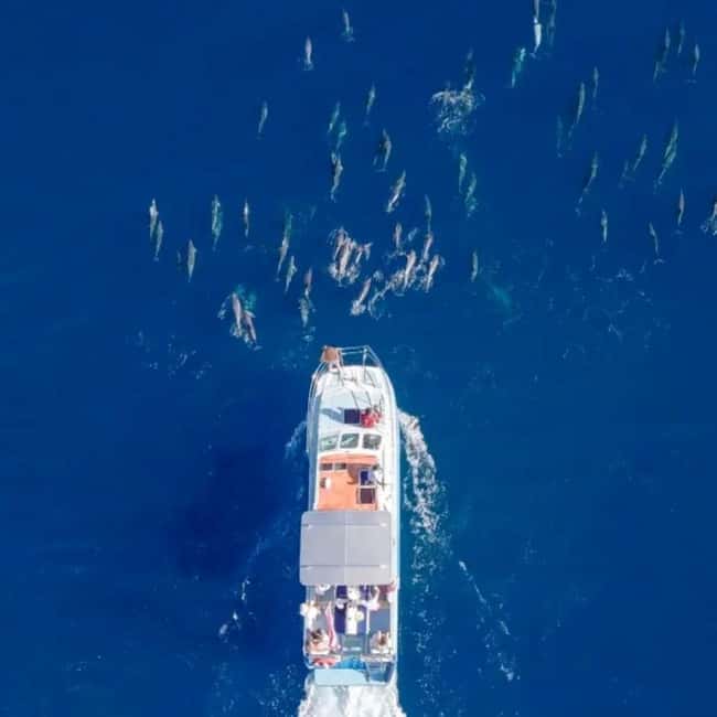 Haleiwa: North Shore Whale Watching Tour by Catamaran - What the guide adds to the experience
