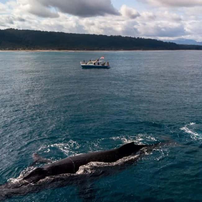 Haleiwa: North Shore Whale Watching Tour by Catamaran - Is $145 a fair price?