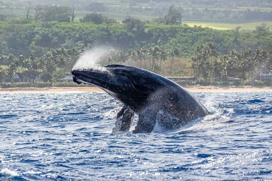 Haleiwa: North Shore Whale Watching Tour by Catamaran - Watching humpbacks from a fast catamaran