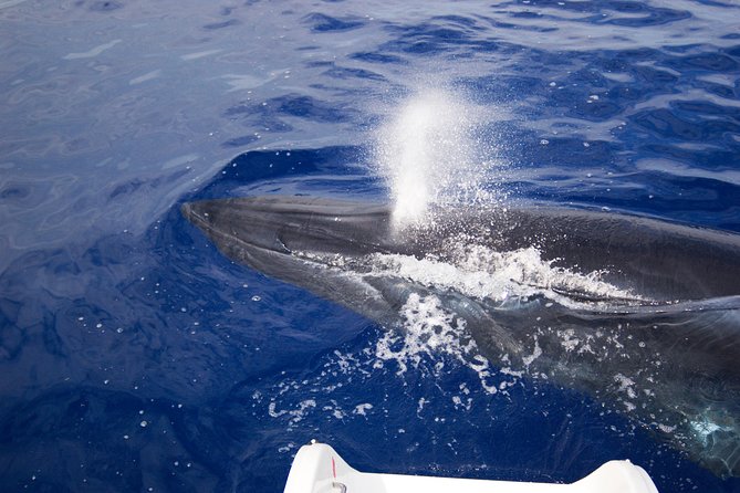 Half-day Catamaran Trip from Funchal - What snorkeling is really like