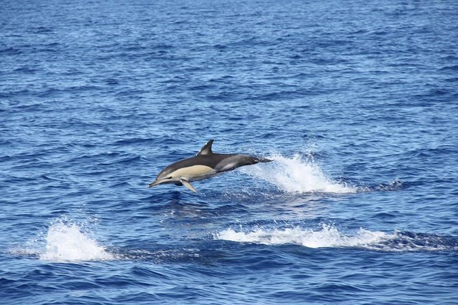 Half-day Catamaran Trip from Funchal - Morning or afternoon: choosing your departure