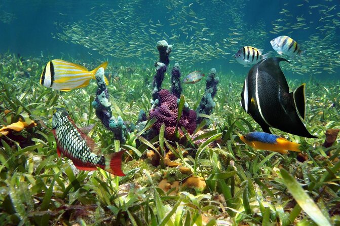 Half-Day Florida Keys Catamaran Snorkel Adventure - Two reef stops from Key Largo