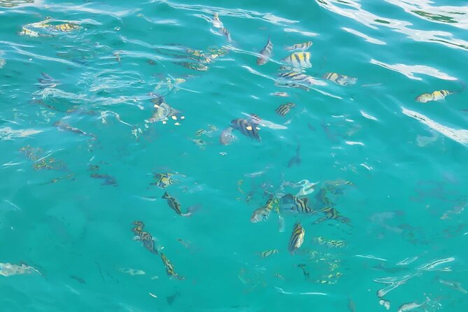 Half-day Private Catamaran Trip with Snorkeling - What the $90 price really buys