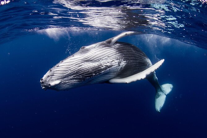 Half Day Tour : Moorea Snorkeling & Sailing on a Catamaran named Taboo - Weather, swimming ability, and useful preparation
