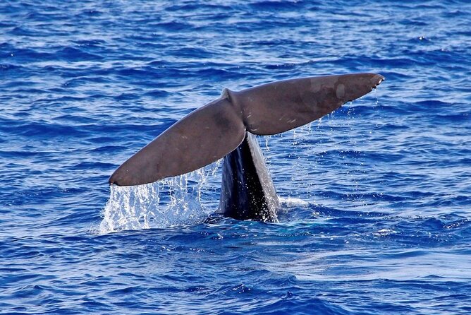 Hop-on Hop-off Bus Tour and Catamaran Whale & Dolphin Watching - From Casino da Madeira to Pico dos Barcelos