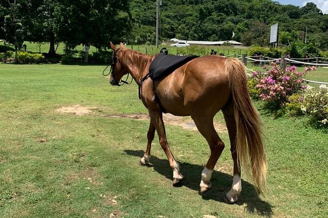 Horseback Ride, ATV and Catamaran Party Cruise from Montego Bay - Three Jamaican Adventures at Chukka Ocean Outpost