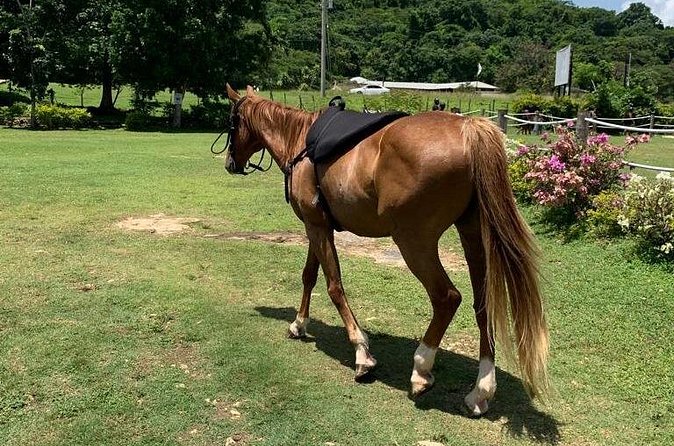 Horseback Ride, ATV and Catamaran Party Cruise from Montego Bay - Is $380 Per Person a Fair Price?