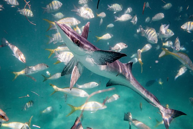 Icacos Deserted Island Catamaran, Snorkel, and Picnic Cruise - Snorkeling can be rewarding, but keep expectations sensible