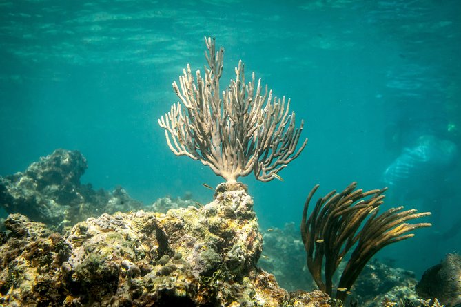 Icacos Deserted Island Catamaran, Snorkel, and Picnic Cruise - Who will get the most from this cruise
