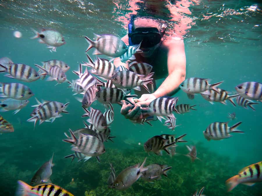 Ilot Gabriel: Catamaran Cruise & BBQ Lunch - Key points to know before booking