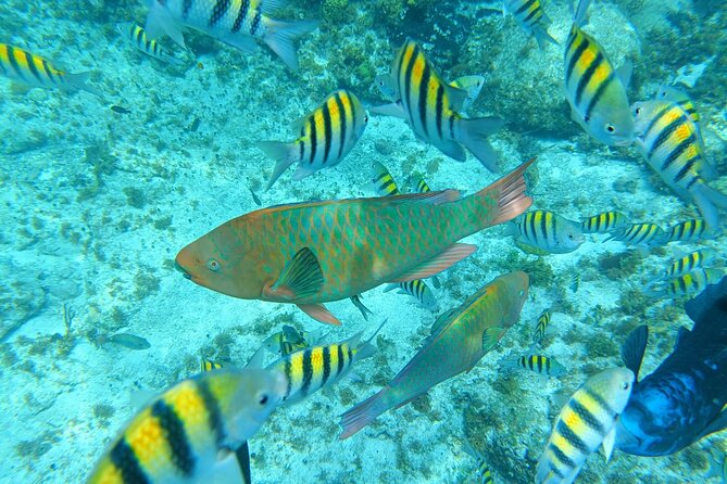 Isla Mujeres Basic Tour in Catamaran with Snorkel and Open Bar - Snorkeling at El Meco Reef