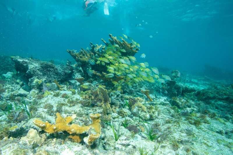 Isla Mujeres: Full Day Private Catamaran with Snorkeling - Snorkeling near the reef and underwater statues