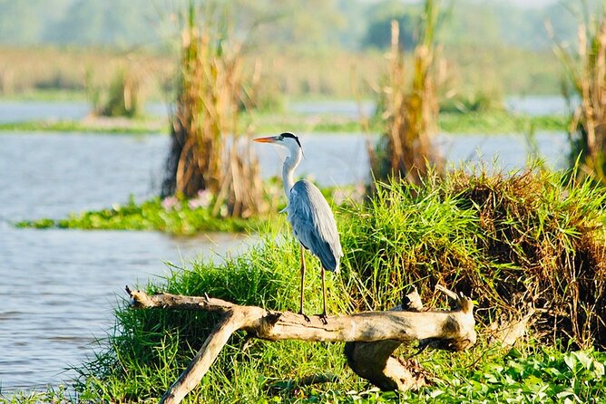 Kalametiya Bird Sanctuary Catamaran Bird Watching Tour - Two to three hours by private catamaran