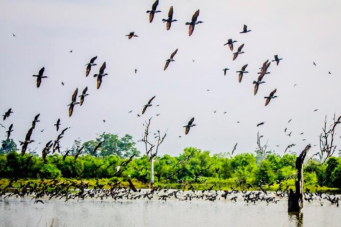 Kalametiya Bird Sanctuary Catamaran Bird Watching Tour - Catamaran or paddle experience?