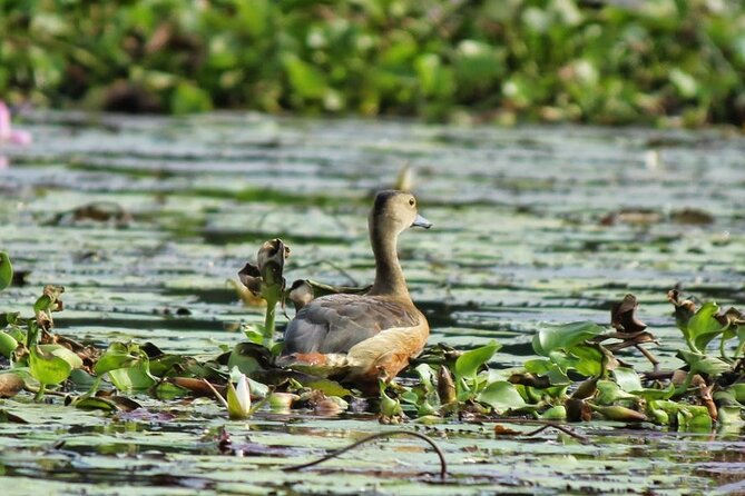 Kalametiya Bird Sanctuary Catamaran Bird Watching Tour - What the bird watching is really like