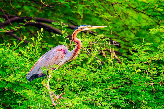 Kalametiya Bird Sanctuary Catamaran Bird Watching Tour - Who should book this private sanctuary tour?