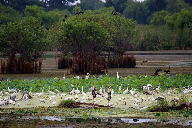 Kalametiya Bird Sanctuary Catamaran Bird Watching Tour - Arriving at Kalametiya Bird Sanctuary
