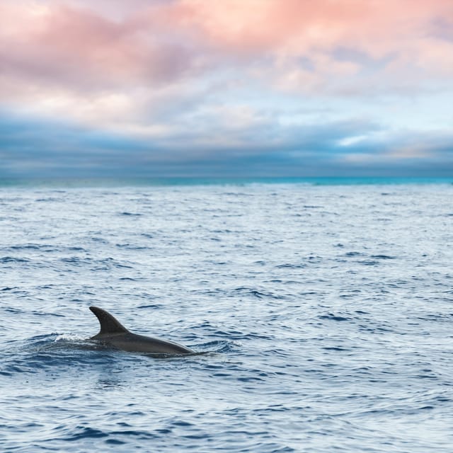Key West: Afternoon Catamaran Sail and Dolphin Watch - Key points to know before you sail
