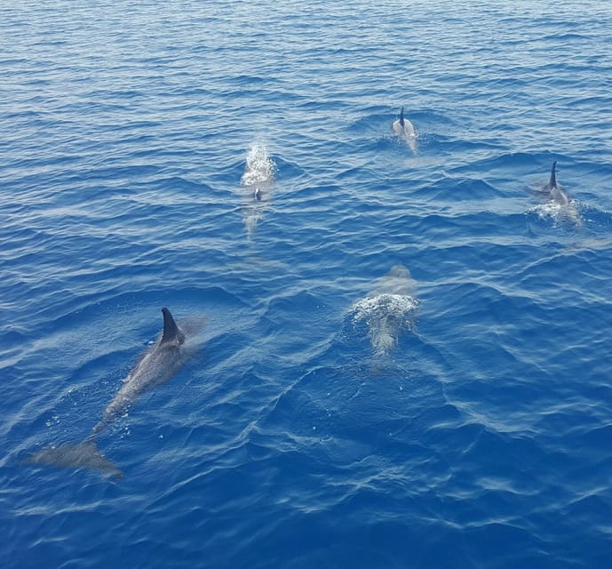Key West: Afternoon Catamaran Sail and Dolphin Watch - My call: book it for the cruise, hope for the dolphins