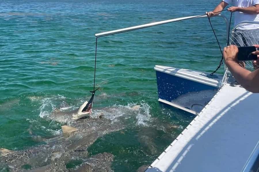 Key West: Shark and Wildlife Viewing Catamaran Tour - Key points at a glance