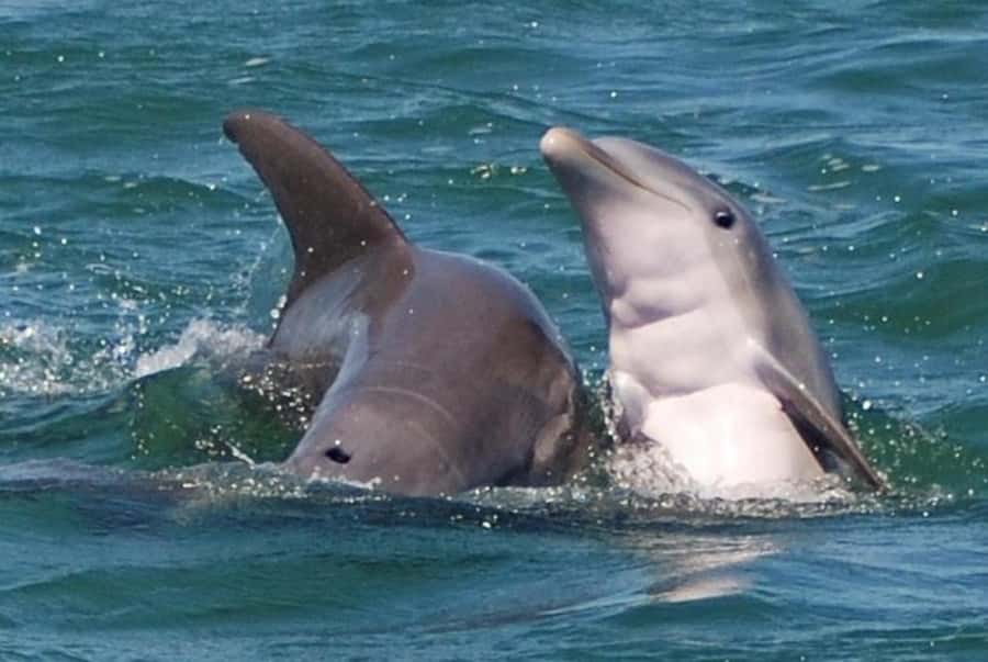 Key West: Shark and Wildlife Viewing Catamaran Tour - A comfortable ride on the Tiger Cat