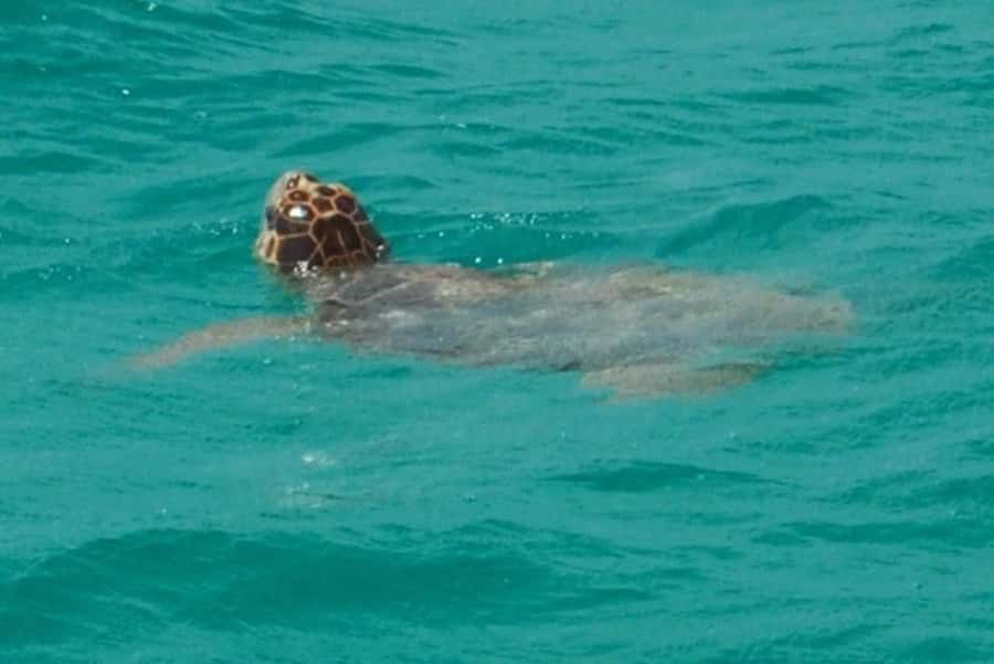 Key West: Shark and Wildlife Viewing Catamaran Tour - How the crew shapes the experience