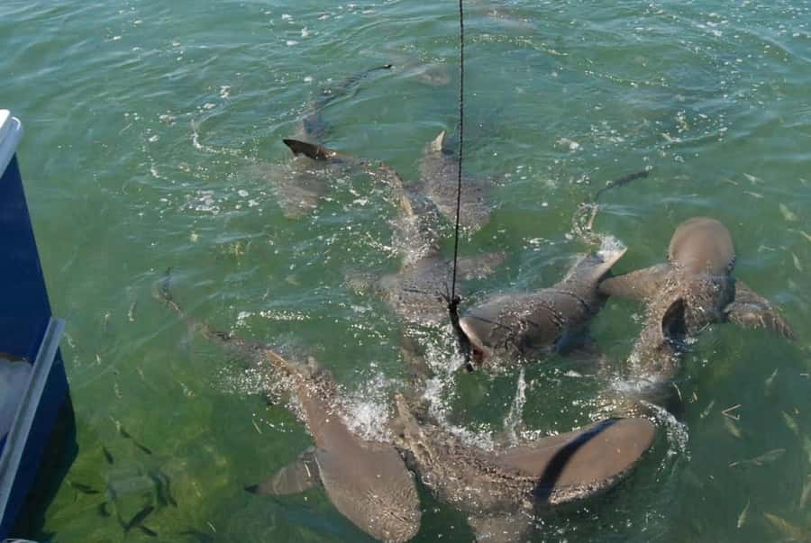 Key West: Shark and Wildlife Viewing Catamaran Tour - What the two-hour outing is like