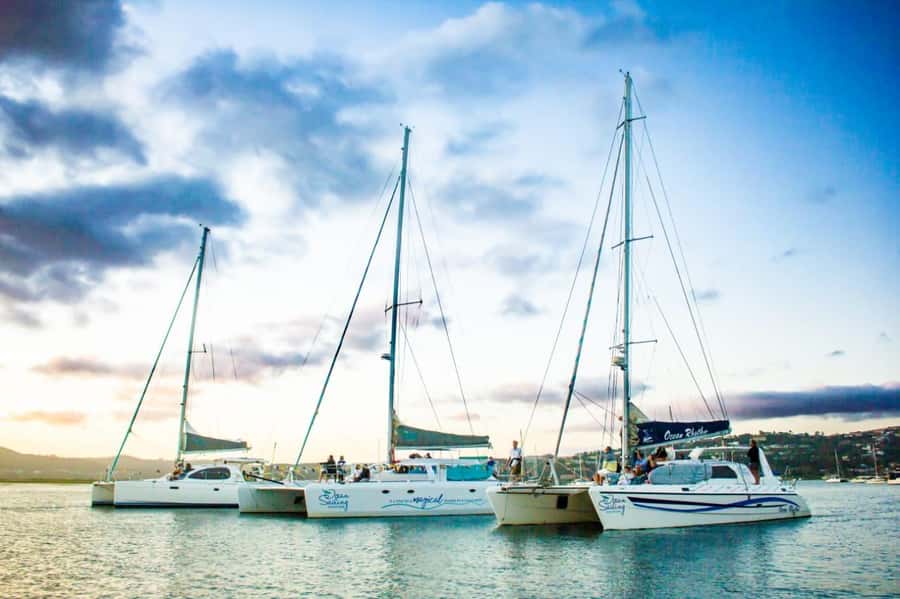 Knysna: Luxury Catamaran Marine Adventure Tour - Watching for seals and dolphins