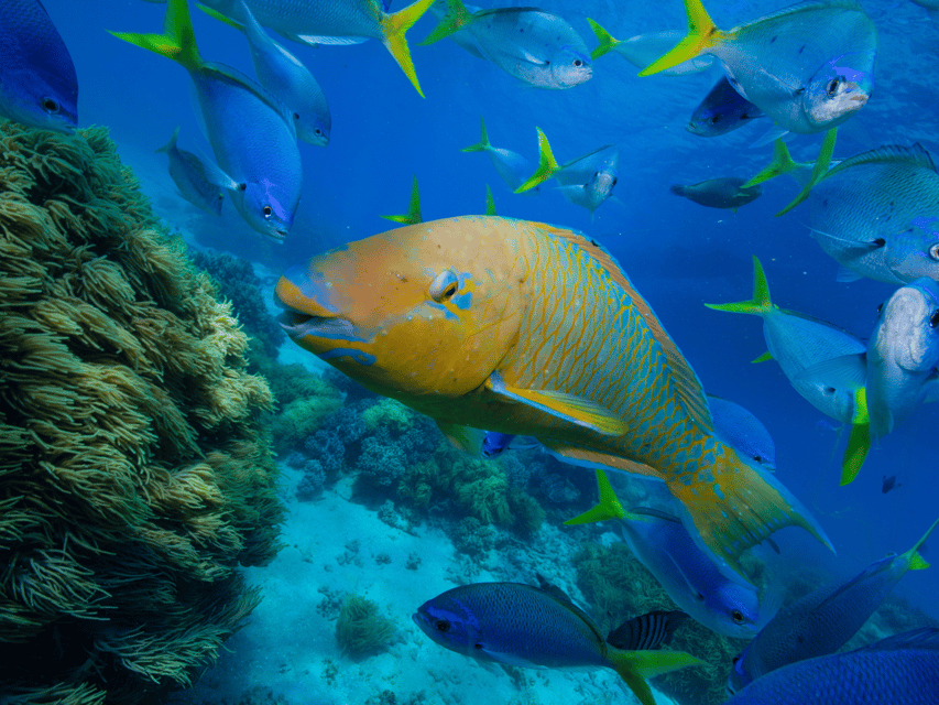Koh Samui: Koh Tao and Nangyuan Snorkeling Tour by Catamaran - Who will get the most from this trip