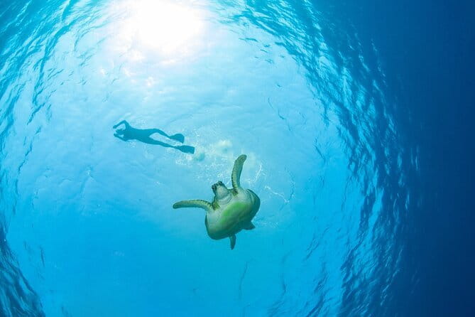 Koh Tan and Pig Island Half-Day Tour by Speed Catamaran - Small details that can save you trouble