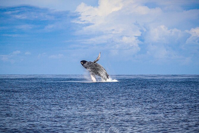 Kona Deluxe Catamaran Whale Watch - What the whale guarantee really means