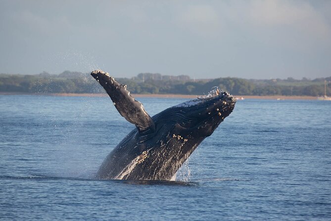 Kona Deluxe Catamaran Whale Watch - Booking, cancellations, and weather