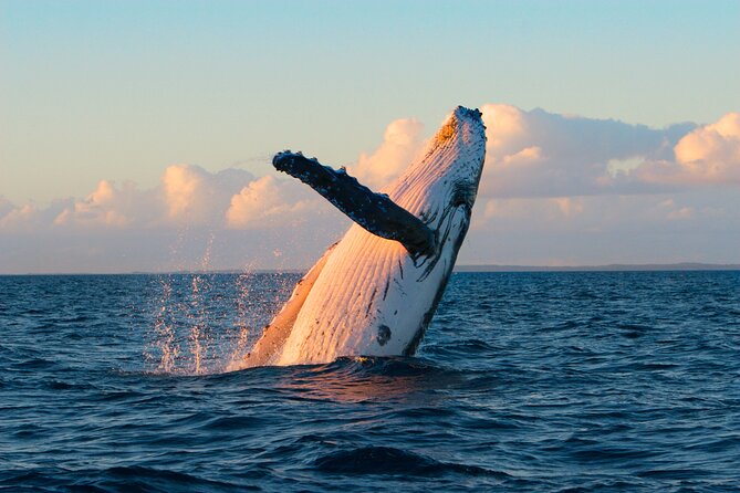 Kona Deluxe Catamaran Whale Watch - Following the Kona coast for humpbacks