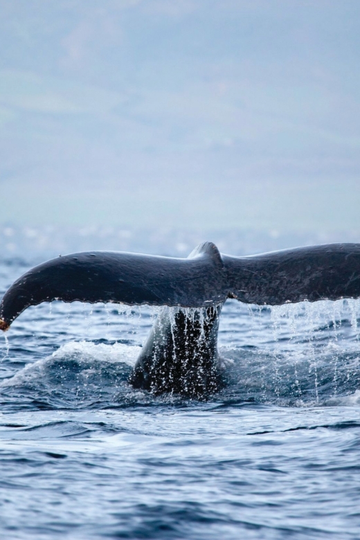 Kona Deluxe Catamaran Whale Watching Cruise - Key points to know before booking