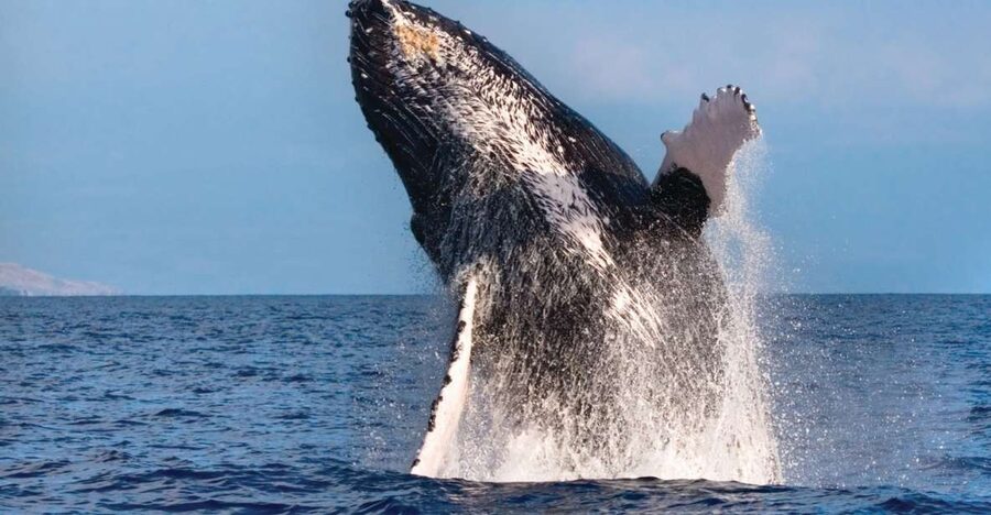 Kona Deluxe Catamaran Whale Watching Cruise - Why this Kona cruise is about timing, not just scenery