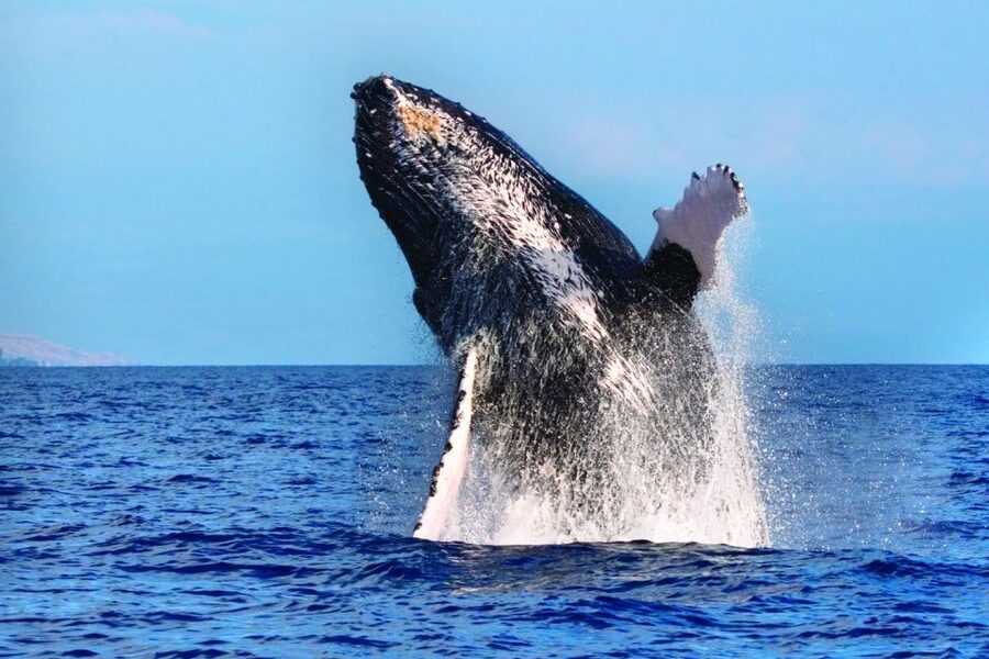 Kona Deluxe Catamaran Whale Watching Cruise - What the 90-minute route feels like