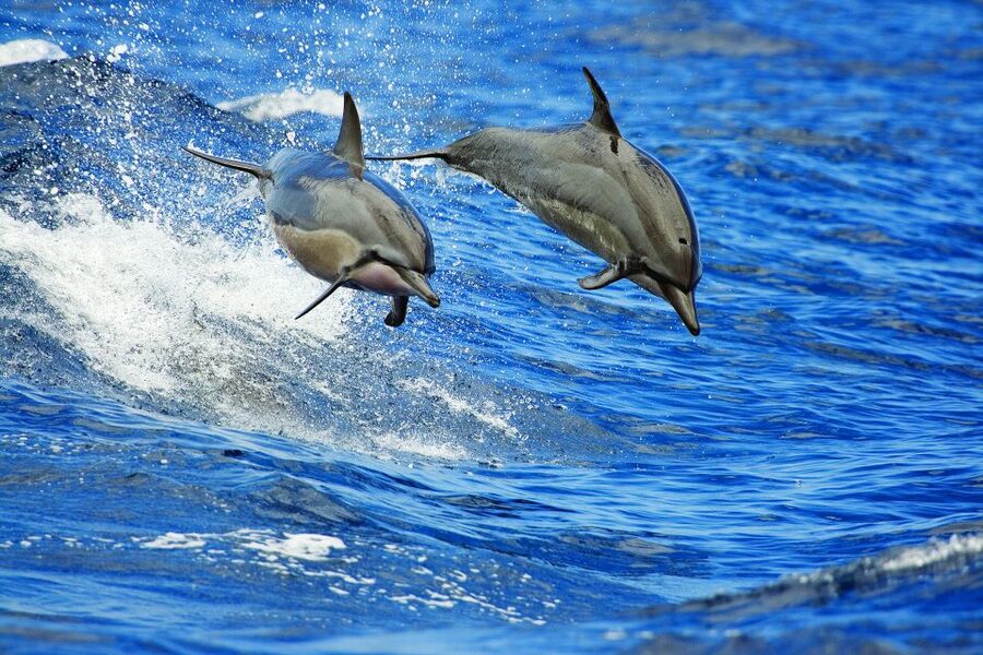 Kona Deluxe Catamaran Whale Watching Cruise - Practical advice for a better outing